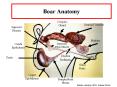 Boar Anatomy PowerPoint PPT Presentation