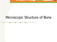 Microscopic Structure of Bone