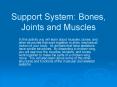 Support System: Bones, Joints and Muscles PowerPoint PPT Presentation
