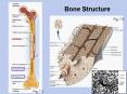 Bone Structure PowerPoint PPT Presentation