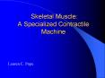 Skeletal Muscle:  A Specialized Contractile Machine PowerPoint PPT Presentation
