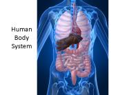 Human Body System