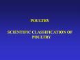 POULTRY PowerPoint PPT Presentation