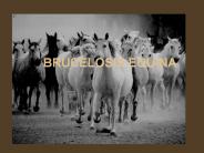 BRUCELOSIS EQUINA