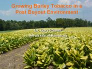 Growing Burley Tobacco in a Post Buyout Environment