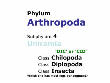 Phylum