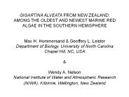GIGARTINA ALVEATA FROM NEW ZEALAND: