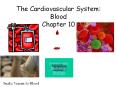 The Cardiovascular System: Blood Chapter 10 PowerPoint PPT Presentation
