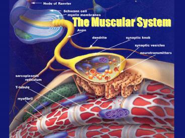 The Muscular System