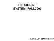 ENDOCRINE SYSTEM: FALL2003