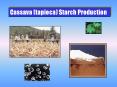 Cassava (tapioca) Starch Production PowerPoint PPT Presentation