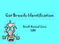 Cat Breeds Identification PowerPoint PPT Presentation