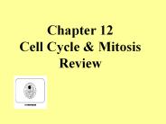 Chapter 12 Cell Cycle