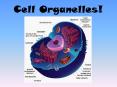 Cell Organelles! PowerPoint PPT Presentation