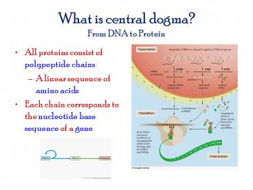 What is central dogma? From DNA to Protein