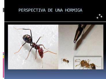 PERSPECTIVA DE UNA HORMIGA