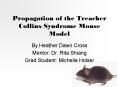 Propagation of the Treacher Collins Syndrome Mouse Model PowerPoint PPT Presentation