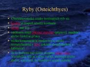 Ryby (Osteichthyes)