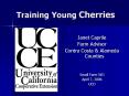 Training Young Cherries PowerPoint PPT Presentation