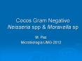 Cocos Gram Negativo Neisseria spp PowerPoint PPT Presentation