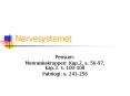 Nervesystemet