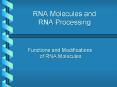 RNA Molecules and RNA Processing PowerPoint PPT Presentation