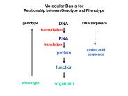 Molecular Basis for