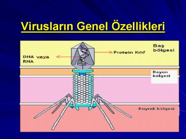 Viruslarin Genel 