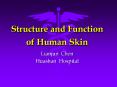 Structure and Function of Human Skin PowerPoint PPT Presentation