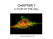 A TOUR OF THE CELL
