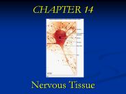 CHAPTER 14   Nervous Tissue