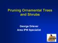 Pruning%20Ornamental%20Trees%20and%20Shrubs PowerPoint PPT Presentation