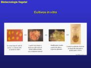 Cultivos in vitro