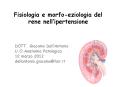 Fisiologia e morfo-eziologia del rene nell PowerPoint PPT Presentation