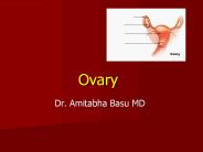 Ovary