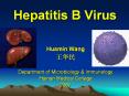 Hepatitis B Virus PowerPoint PPT Presentation