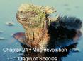 Chapter 24 ~Macroevolution PowerPoint PPT Presentation