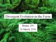 Divergent Evolution in the Ferns PowerPoint PPT Presentation