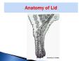 Anatomy of Lid PowerPoint PPT Presentation
