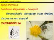 Taxonomia e Sistem