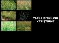 TARLA BITKILERI PowerPoint PPT Presentation