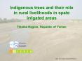 Indigenous trees and their role in rural livelihoods in spate irrigated areas Tihama Region, Republic of Yemen PowerPoint PPT Presentation