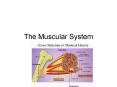 The Muscular System PowerPoint PPT Presentation