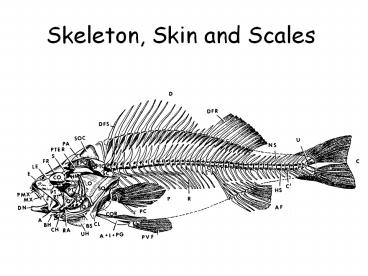 Skeleton, Skin and Scales