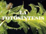 LA FOTOS