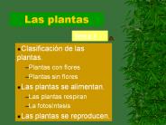 Las plantas