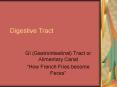 Digestive Tract PowerPoint PPT Presentation