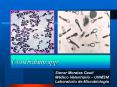 Clostridium spp PowerPoint PPT Presentation