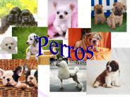 Diferentes razas de perros