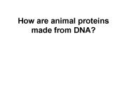 How are animal proteins made from DNA?